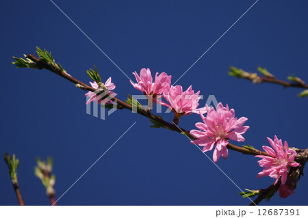 菊桃　またの名を源氏車と申します。 12687391