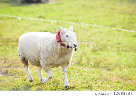 羊 羊 12688237