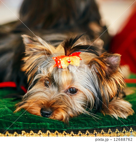 Close Up Cute Yorkshire Terrier Dog 12688762