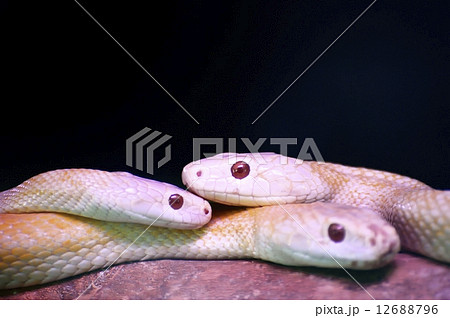 岩国のシロヘビ 12688796