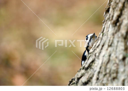 アカゲラのかくれんぼ 12688803