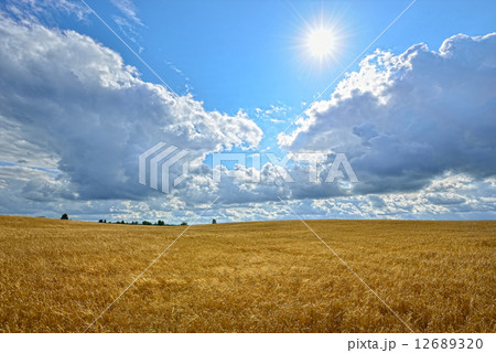 Summer sunny Landscape with grain field in Russia. Summer sunny Landscape with grain field in Russia. 12689320