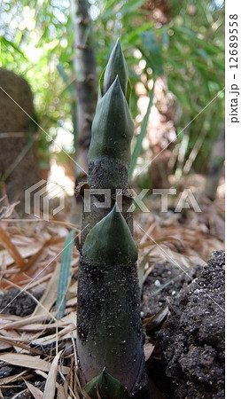 えっ、秋のタケノコ！？ 12689558