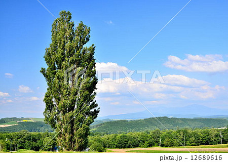 丘の町美瑛 12689616