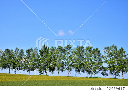 春の美瑛町 12689617