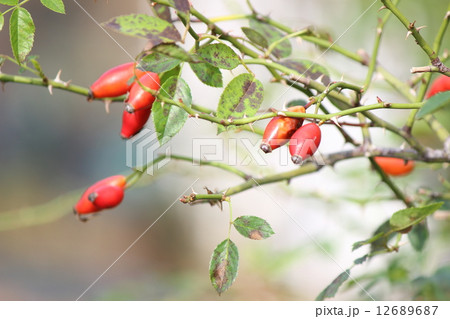 ローズヒップ ローズヒップ 12689687