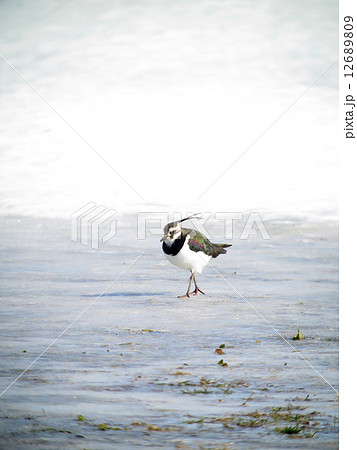 ひえ～～　さ　寒い　タゲリ 12689809