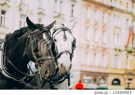 Two Horses Are Harnessed To Cart For Driving Tourists In Prague Two Horses Are Harnessed To Cart For Driving Tourists In Prague 12690063