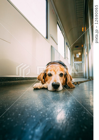 Transportation Dog In Railway Carriage Transportation Dog In Railway Carriage 12690065