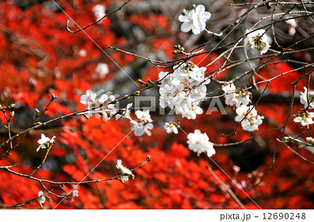 群馬県　桜山公園　冬桜と紅葉 12690248