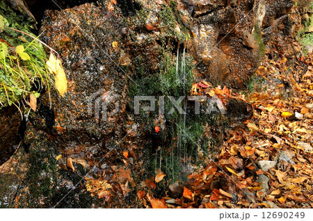 埼玉県　秋の奥秩父　入川渓谷湧水 12690249
