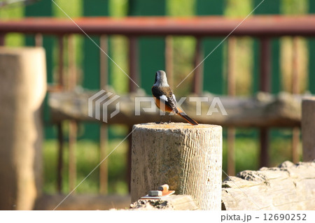 ジョウビタキ 12690252