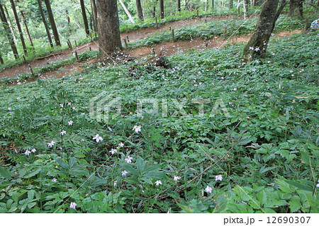 レンゲショウマ レンゲショウマ 12690307