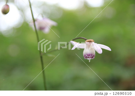 レンゲショウマ 12690310