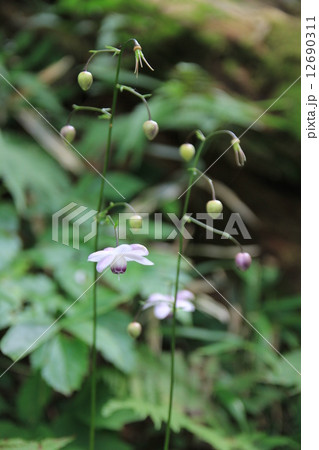 レンゲショウマ レンゲショウマ 12690311