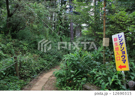 レンゲショウマ レンゲショウマ 12690315