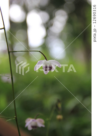 レンゲショウマ 12690316