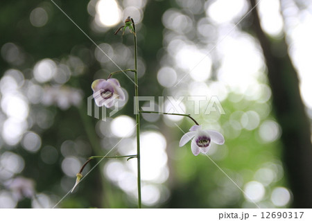 レンゲショウマ 12690317