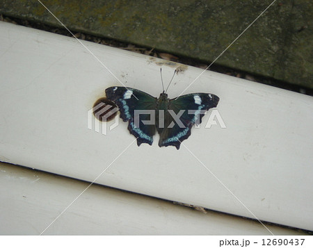 白いベンチに止まったルリタテハ 12690437