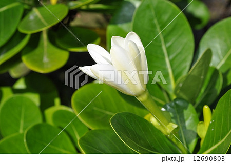 ティアレタヒチ ティアレタヒチ 12690803