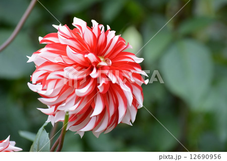ダリア 12690956