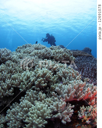 手みたいなサンゴ 手みたいなサンゴ 12691078