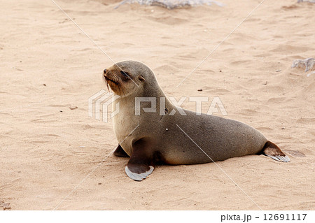 Small sea lion - Brown fur seal in Cape Cross, Namibia Small sea lion - Brown fur seal in Cape Cross, Namibia 12691117
