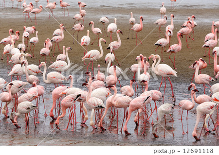Rosy Flamingo colony in Walvis Bay Namibia Rosy Flamingo colony in Walvis Bay Namibia 12691118