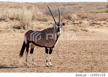 portrait of Gemsbok, Oryx gazella portrait of Gemsbok, Oryx gazella 12691128