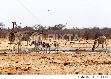 Giraffa camelopardalis and zebras drinking on waterhole Giraffa camelopardalis and zebras drinking on waterhole 12691146