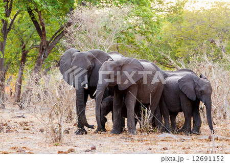 A herd of African elephants drinking at a muddy waterhole 12691152