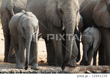 A herd of African elephants drinking at a muddy waterhole A herd of African elephants drinking at a muddy waterhole 12691159