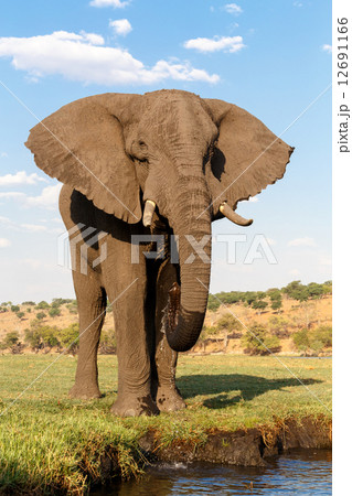 African Elephant in Chobe National Park 12691166