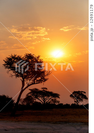 African sunset with tree in front 12691179