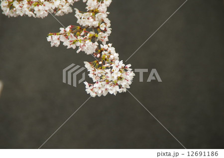 桜　アップ 12691186