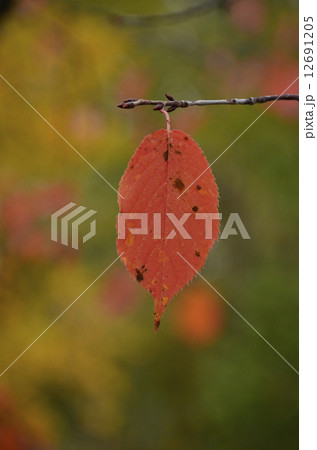 一枚の葉 12691205
