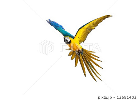 Colourful flying parrot isolated on white 12691403