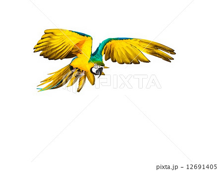 Colourful flying parrot isolated on white 12691405