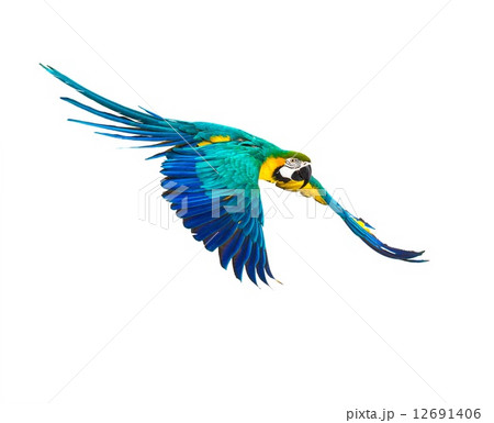 Colourful flying parrot isolated on white 12691406