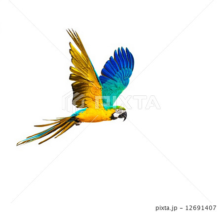 Colourful flying parrot isolated on white 12691407