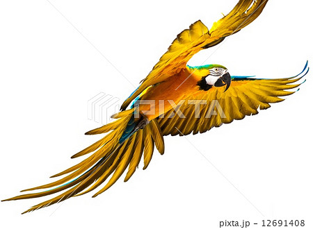 Colourful flying parrot isolated on white 12691408