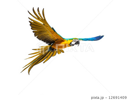 Colourful flying parrot isolated on white 12691409