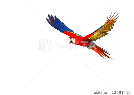 Colourful flying parrot isolated on white 12691410