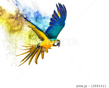 Colourful flying parrot isolated on white 12691411