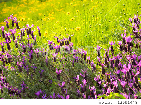 アボンビューラベンダー（ストエカス系） 12691448