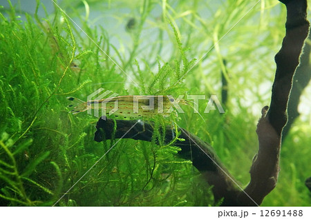 エビとコケ 12691488