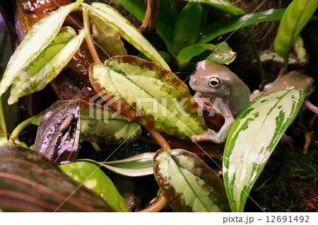 小さな庭のカエル 12691492