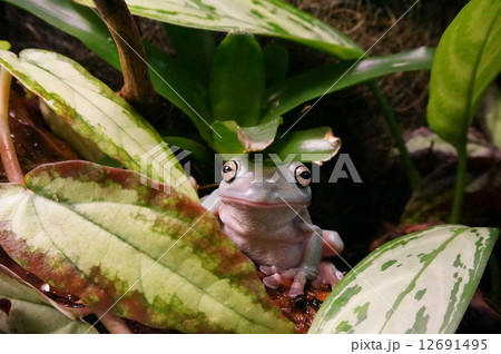 イエアメガエル イエアメガエル 12691495