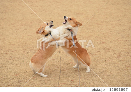 負けねー！！！ 12691697