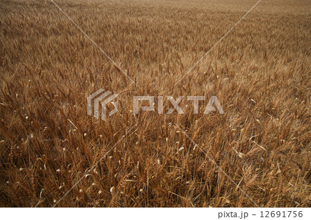 北海道産小麦 超強力小麦「ゆめちから」 12691756